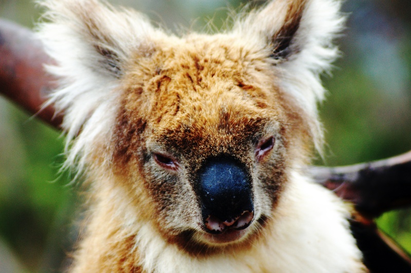 outdoors, koala, mammal, animals in the wild, vertebrate, wild, close-up, herbivorous, animal mouth, domestic animals, cheetah, koala bear, great ocean road