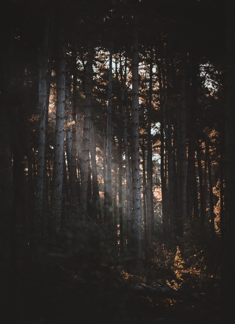 light ray, leaf, sun, tree Trunk, sunset, landscape, environment, tree, wildlife, branch, rural Scene, pine Tree, mystery, brown, season, 5K, nature, sunbeam