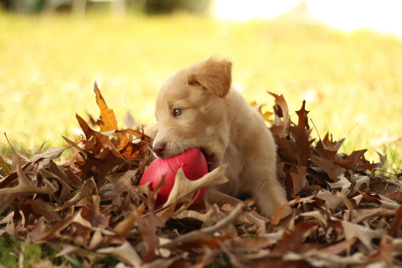 funny, leaf, fall, shallow, one animal, nature, leaves, animal, mouth open, licking, playful, focus, coated, pit, brown, mouth, domestic animals, pet, puppy
