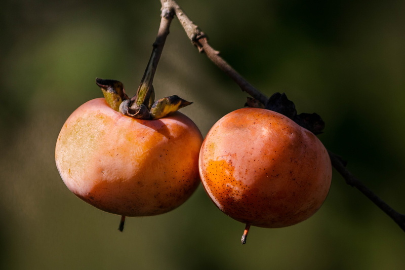 day, wild persimmon, outdoors, autumn fruit, nature, freshness, ripe, orange fruit, fruits, joves fire, agriculture, gods pear, group of objects, fall fruit