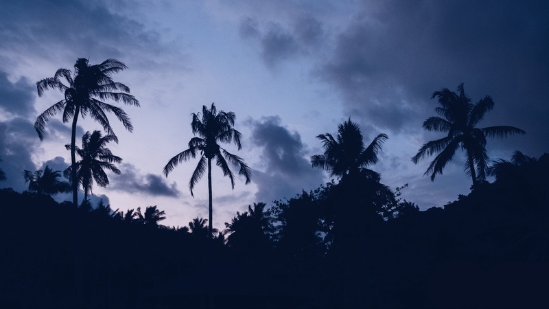 black, idyllic, dark, tropical climate, tropical tree, dramatic sky, flower, coconut palm tree, low angle view, scenics - nature, sky, palm trees, plant