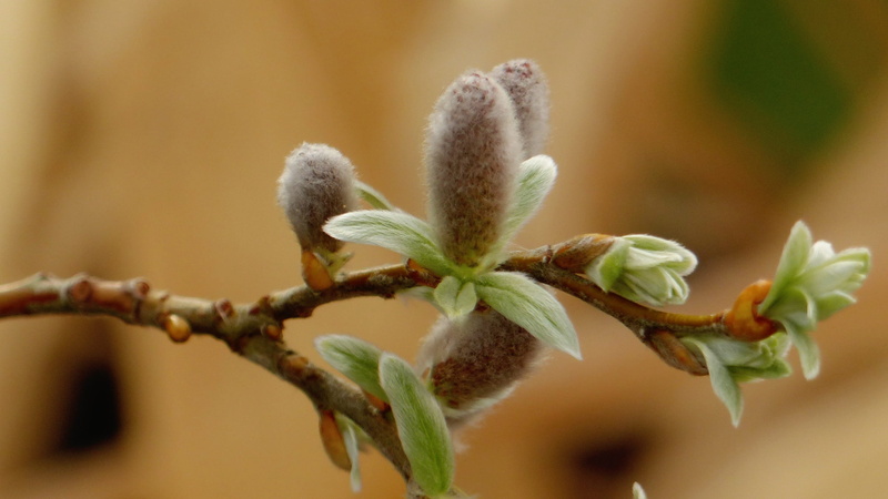 tree, kitten willow, fragility, close-up, bud, green color, selective focus, branch, freshness, flowering plant, plant, bloom, plant part, blossom, palm kitten
