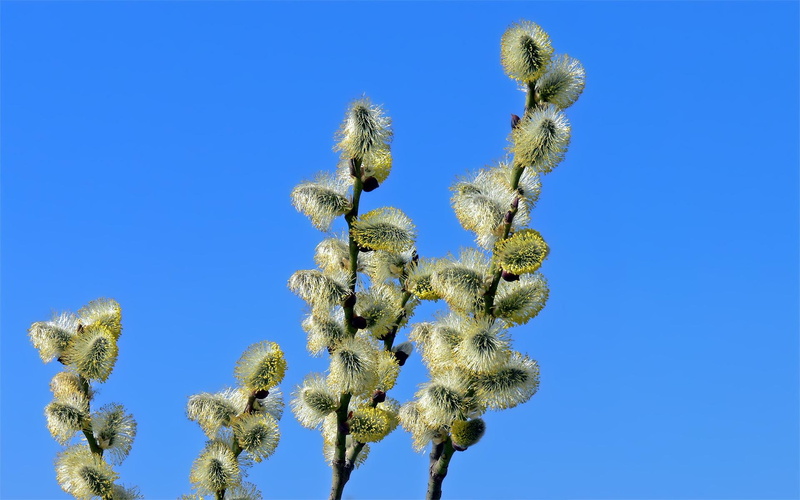 1080P, 3d and abstract, nature, spring, fluffy, willow, bush