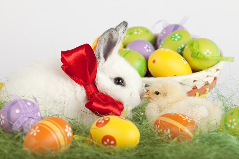 animal, multi colored, indoors, easter egg, basket, vertebrate, weed, young animal, pets, chicken, mammal, 5K, no people, white, painted eggs, representation