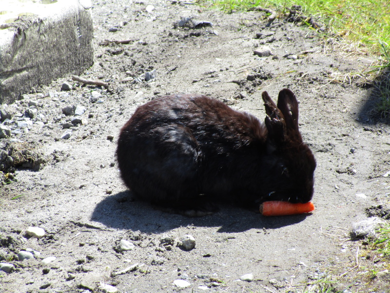 vertebrate, 2018, nature, rabbit, domestic animals, pets, vancouver, sunlight, animal wildlife, black, animal themes, domestic, high angle view, broken ear