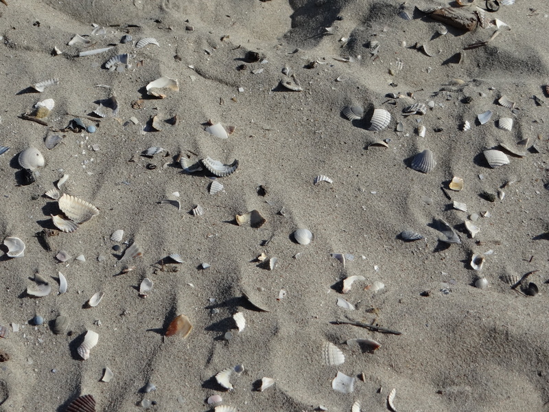 sea, animal themes, backgrounds, sunlight, animal wildlife, full frame, track - imprint, north, shell, beige, summer, animal, print, dry sand, day, broken