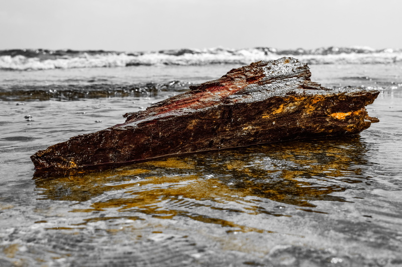 deterioration, rock - object, beach, land, pollution, rock, Wood, Sea, environment, water, one animal, wet, Broken, close-up, no people, animal, nature