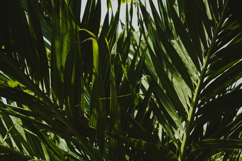 full frame, palm tree, greenery, green, tree, beach, trees, flower, palm leaf, no people, plants, backgrounds, day, bali, tropical climate, beauty in nature