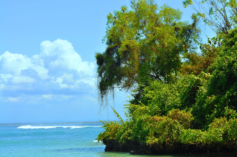 tranquil scene, green color, plant, idyllic, cloud - sky, horizon over water, tree, bali, scenics - nature, growth, beach, outdoors, nature, beauty in nature