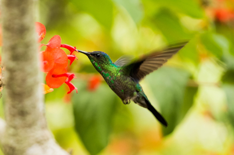 mid-air, bloom, wildlife, animal themes, animal, tree, close-up, motion, brazil, green color, flowering plant, green, nature, flying, spread wings, growth