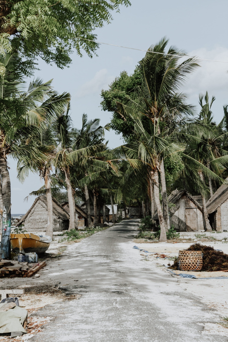 palm, tranquil scene, plant, village, green color, arecaceae, palm trees, tree, building, daytime, countryside, porch, no people, shelter, footpath, indonesia