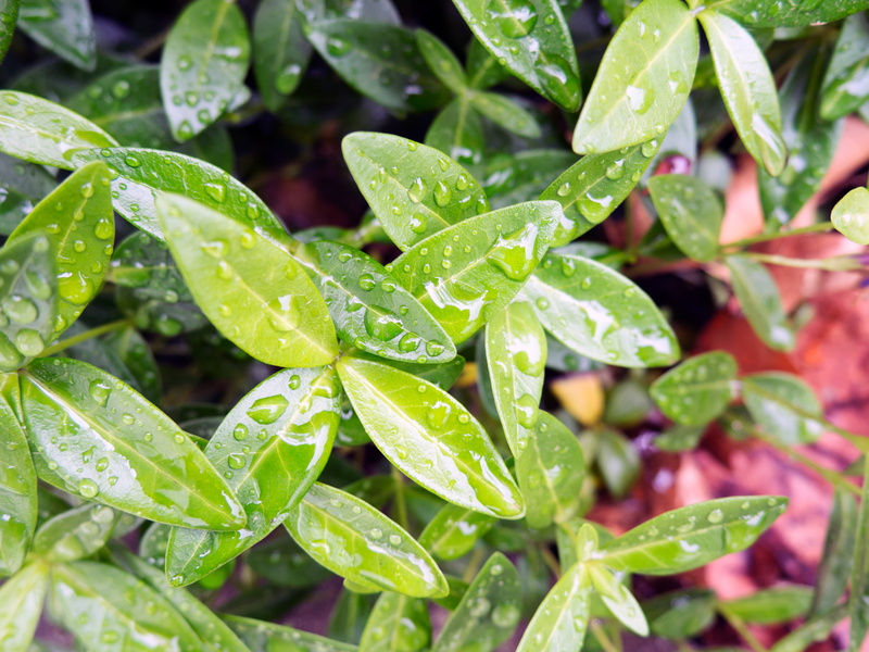 plant, beauty in nature, outdoors, nature, leaves, green color, gardening, full frame, spring, rolling off, oleander, green, lush, herb, no people, droplets
