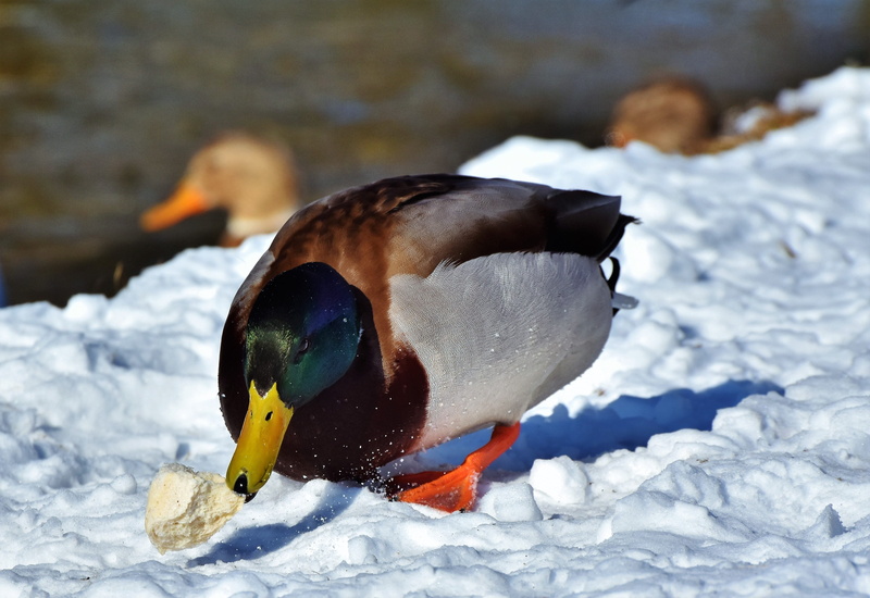 animal wildlife, focus on foreground, animal themes, drake, vertebrate, animal, duck, feather, lake, nature, bread, aquatic animal, animals in the wild