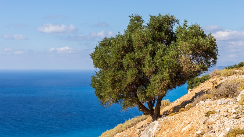 hill, horizon over water, scenics - nature, outdoors, tranquility, sky, water, tree, idyllic, nature, myrtos beach, horizon, greece, cloud - sky, plant