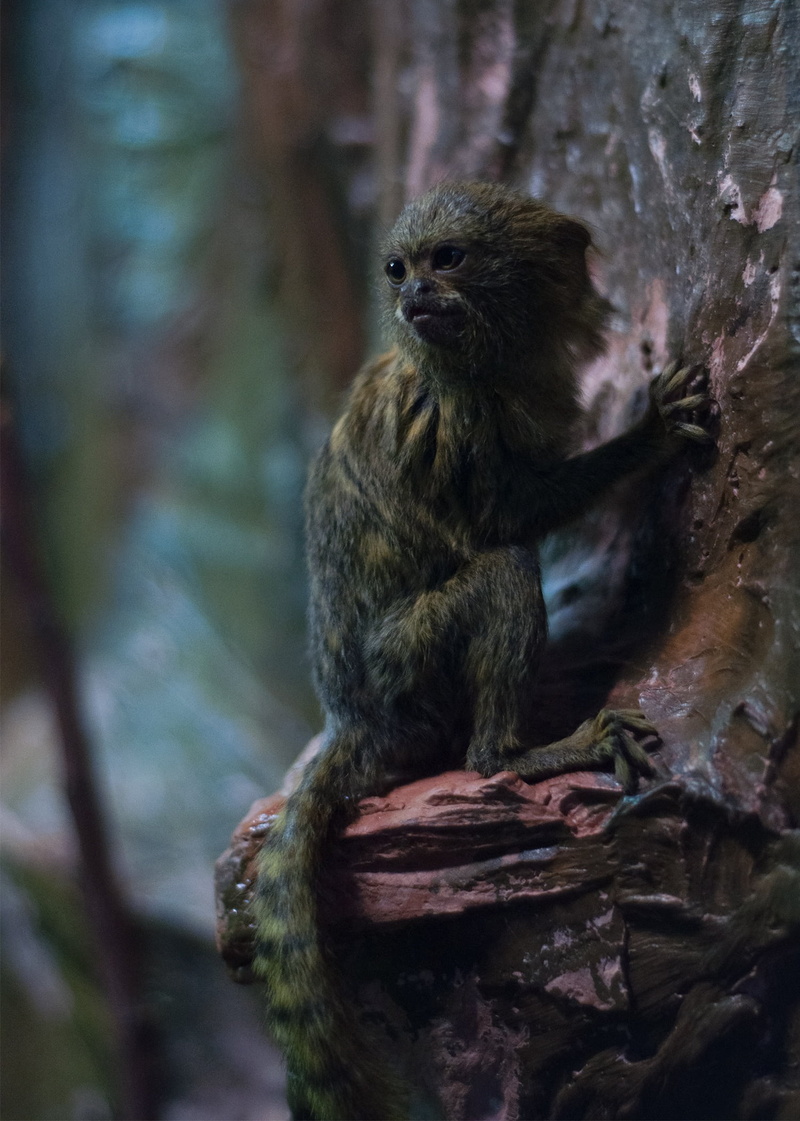 views, animal themes, fauna, relaxation, view, outdoors, monkey, one animal, day, mammal, zoo, close-up, 1080P, cage, vertebrate, no people, animal, animals in the wild