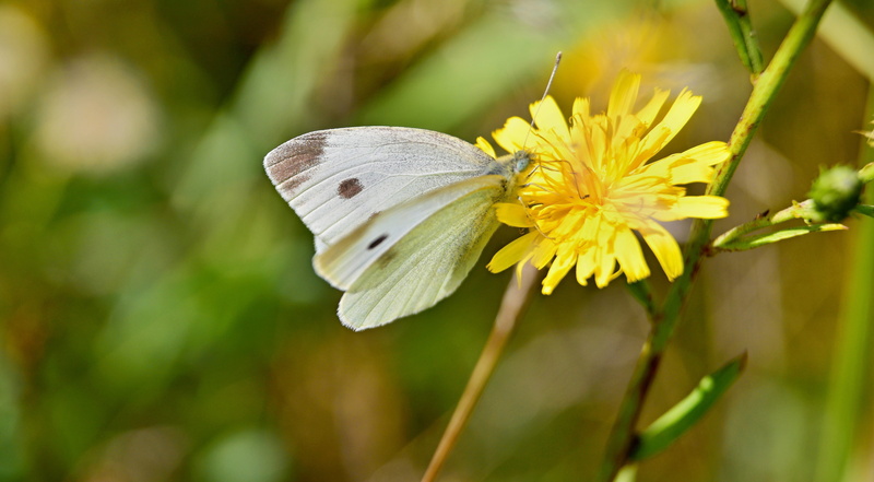 plant, insect, flower head, animal wing, 5K, beauty in nature, invertebrate, animal, pollen, pollination, meadow, one animal, vulnerability, freshness