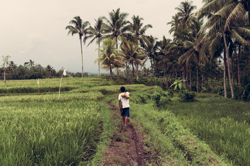 plant, day, licin, rural scene, puddle, agriculture, tropical climate, man, field, land, along, green color, outdoors, beauty in nature, indonesia, rice field
