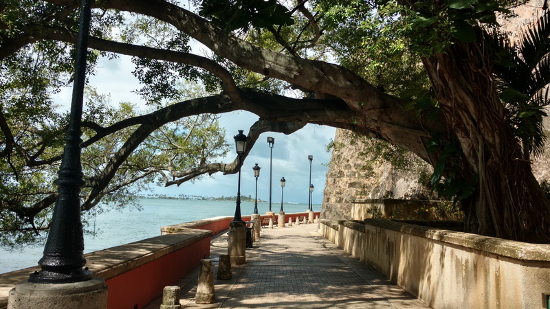 day, trees, no people, tree, Beautiful, footpath, outdoors, branch, direction, Sidewalk, diminishing perspective, plant, the way forward, 5K, built structure