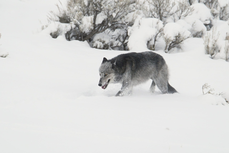 nature, walking, one animal, animal themes, snowing, pets, no people, national park, black, mammal, white color, cold temperature, animal, 1080P, wildlife