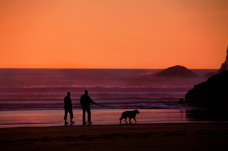 sunset, land, grandparents, domestic, one animal, mature, orange color, walking, senior, elderly, animal themes, silhouette, outdoors, people, beach, photo