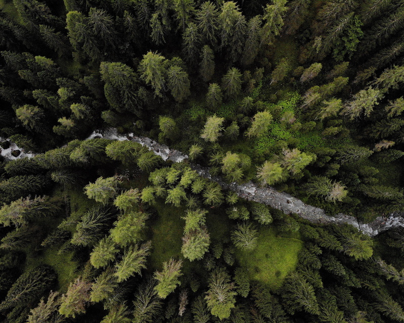 growth, moss, river, trees, pine tree, pine woodland, via piovanel, green color, rainforest, woodland, land, spruce, photography, forest, outdoors, full frame