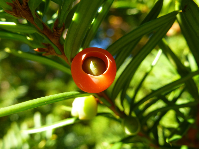 red, leaf, freshness, green color, no people, conifer, berry, branch, focus on foreground, ripe, food, yew, 4K, outdoors, nature, beauty in nature, forest