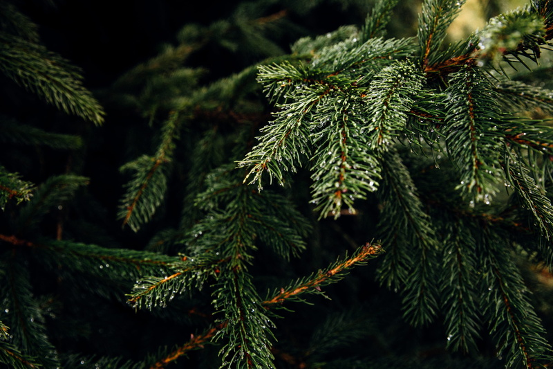 larch, pine tree, christmas tree, beauty in nature, leaves, yew, needle - plant part, pine, no people, branch, outdoors, leaf, pollen, nature, rainforest