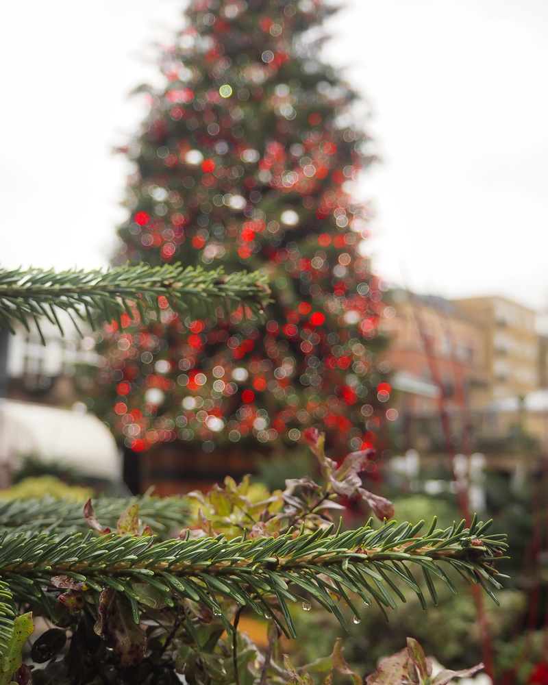 christmas decoration, holiday - event, back, ornament, close-up, coniferous tree, holiday, christmas tree, decoration, fir, yew, abies, green color, nature