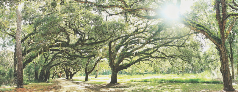 forest, nature, flora, tree trunk, park, green color, near, non-urban scene, growth, trunk, 5K, grove, tranquil scene, field, vegetation, tranquility