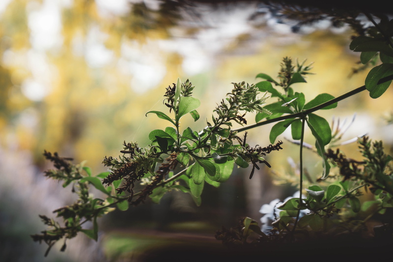 vegetation, piriápolis, green color, fragility, freshness, conifer, branch, no people, day, fall, green, sunlight, tree, bokeh, tranquility, larch, blossom