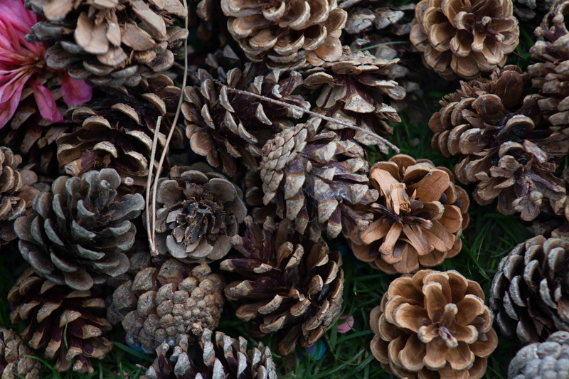pattern, larch, abundance, abies, fir, flower, astragalus, brown, close-up, annonaceae, sea life, still life, tree, 5K, freshness, fungus, large group of objects
