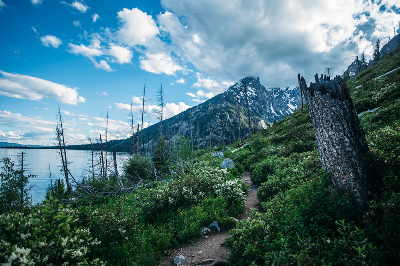 mountain, tree, tranquil scene, cloud - sky, day, fir, connection, united states, no people, outdoors, water, scenery, lake, flora, 5K, trail, yew, beauty in nature