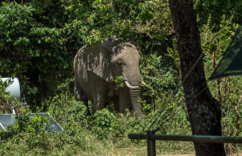 little governors camp, kenya, flora, rainforest, animal, elephant invasion, 5K, sunlight, yew, ivy, trunk, african elephant, forest, conifer, tank, mammal