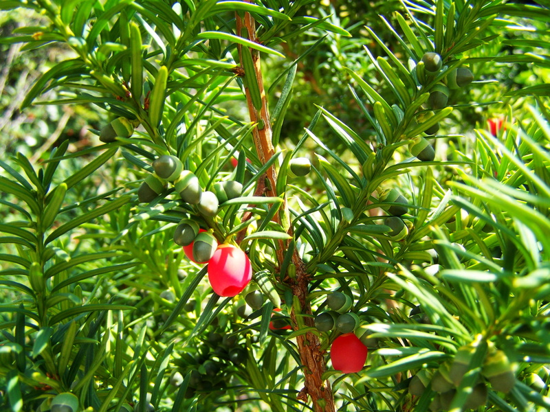green, food, close-up, beauty in nature, day, fruit, 2K, plant, nature, no people, green Color, freshness, berries, red berries, leaf, healthy eating