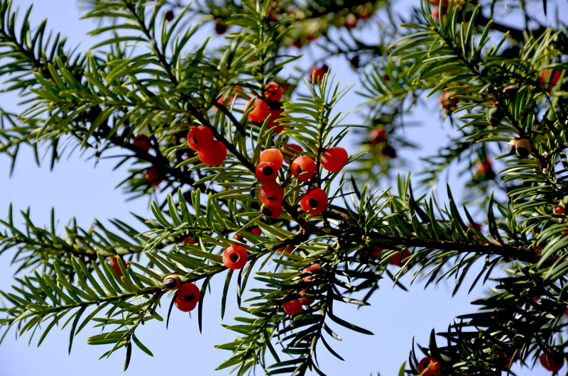 christmas, rowanberry, low angle view, pine tree, berry, nature, yew greenhouse, red fruits, focus on foreground, freshness, no people, fruit, food, branch