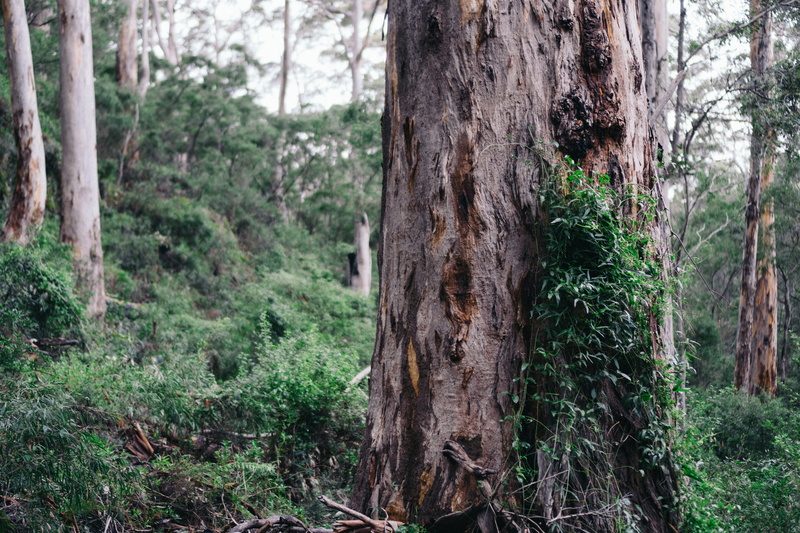 yew, scenics - nature, vegetation, jungle, green, grass, no people, tranquil scene, day, focus on foreground, conifer, tree, non-urban scene, tree trunk