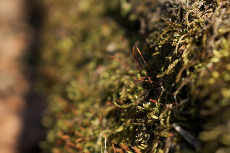 food, marijuana - herbal cannabis, day, vegetation, rainforest, bird, growth, no people, beauty in nature, yew, healthcare and medicine, bush, medical cannabis