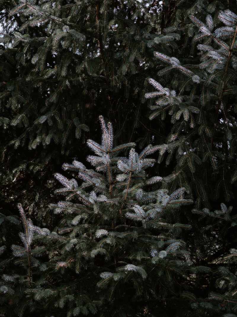 bird, conifer, plant, coniferous tree, frozen, gray, snow, cold temperature, larch, close-up, green color, bookcase, slope, 8K, trees, leaf, outdoors