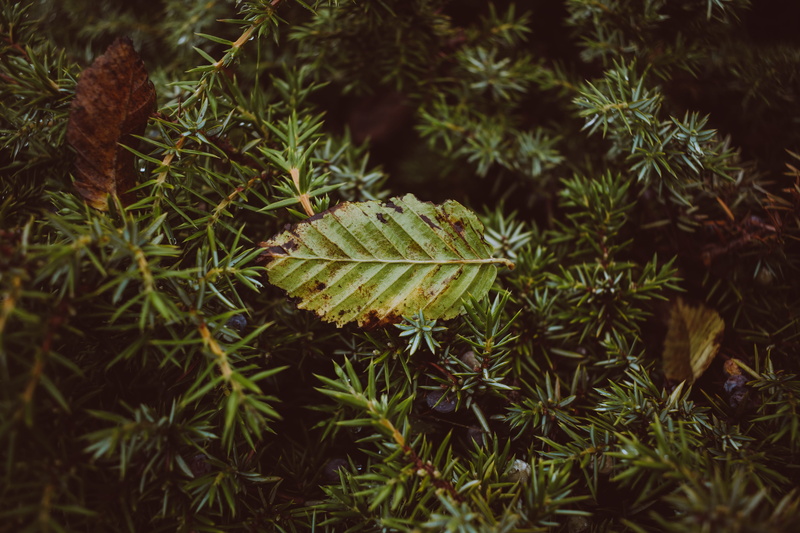 high angle view, land, growth, shahrud, blossom, herb, iran, plant part, needle - plant part, abies, focus on foreground, plant, conifer, yew, arecaceae