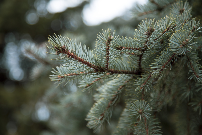 leaves, branch, plant, spruce, green, 5K, tranquility, beer, beer bottle, fir, nature, droplet, growth, close-up, peel, plant part, focus on foreground