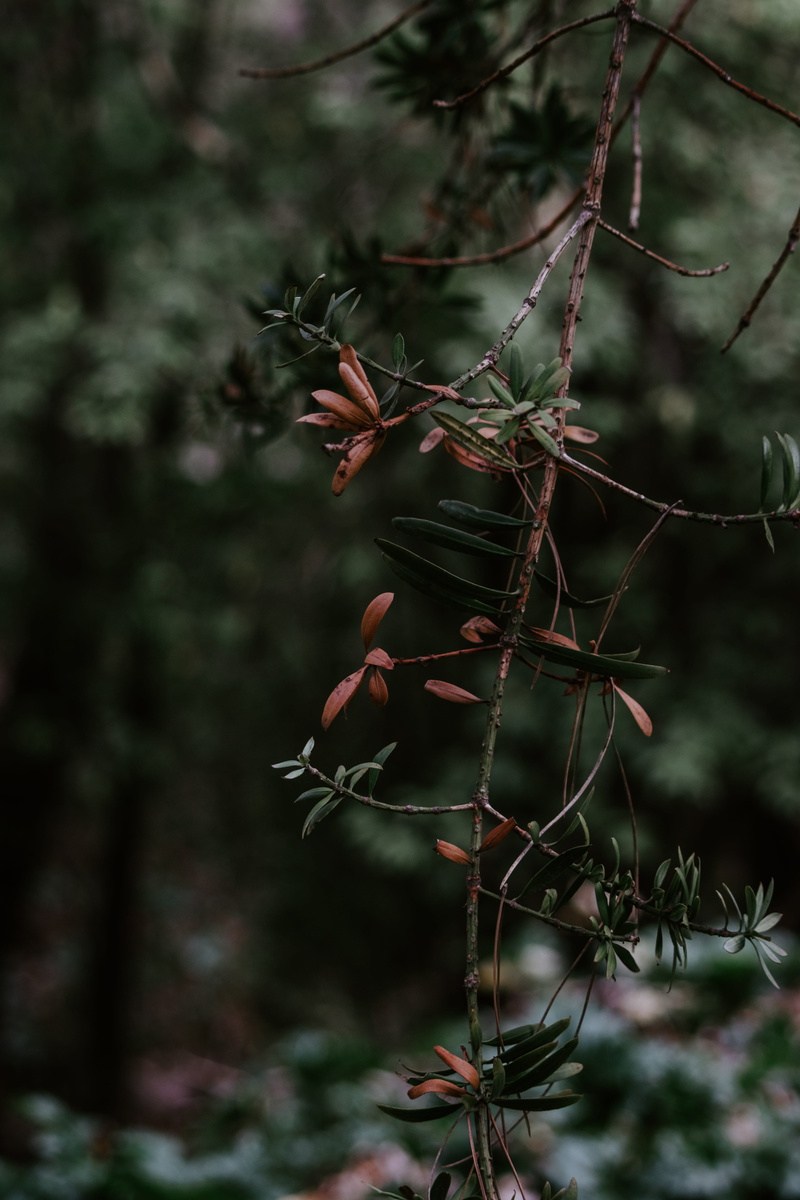 flora, flower, aloe, yew, focus on foreground, green, branch, photography, forest, 5K, blossom, fir, leaf, branches, red, plant, food, selective focus