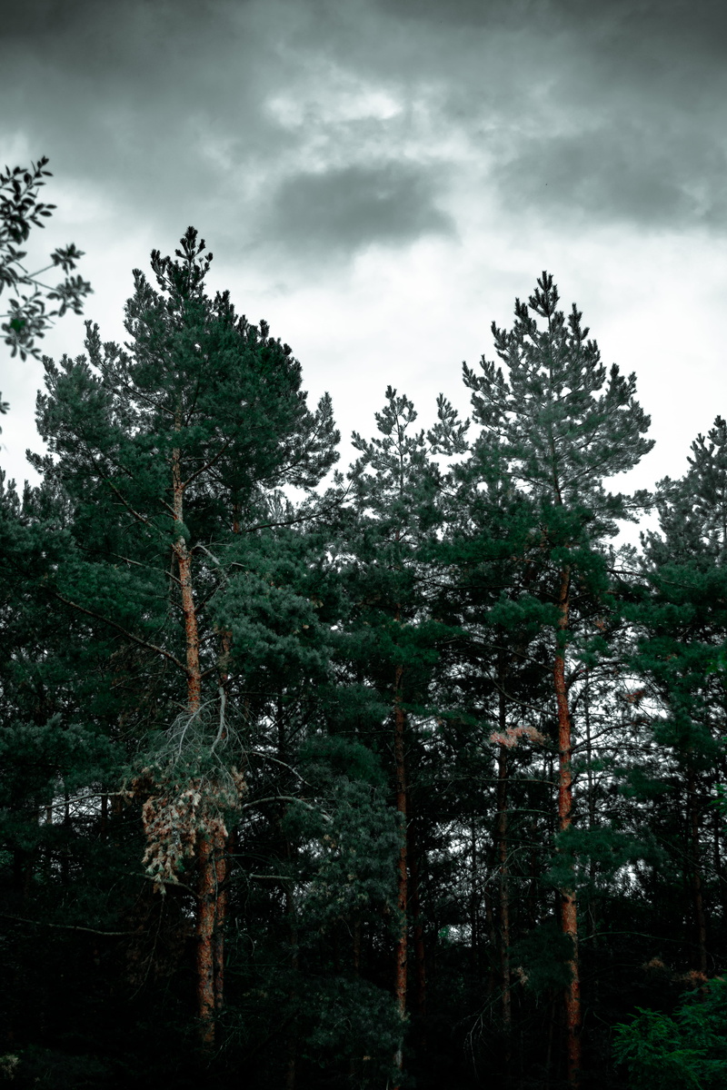 no people, forest, fir, tranquil scene, redwood, day, outdoors, abies, tree, cloud - sky, pine, flora, scenics - nature, spruce, green color, grove, nature