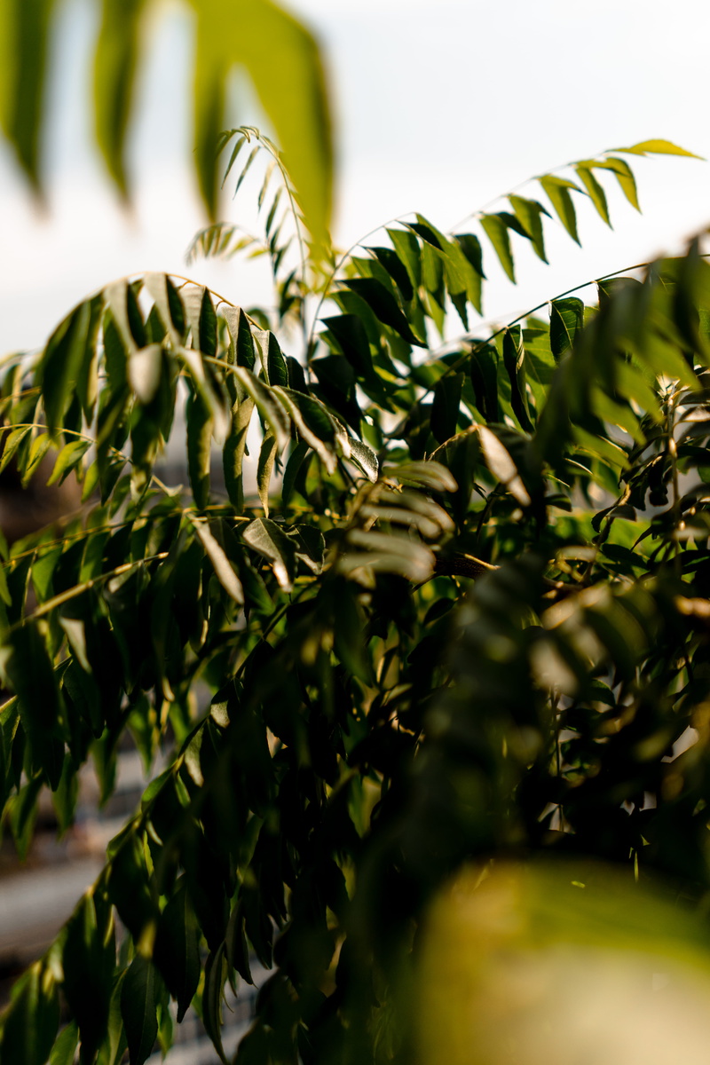 fragility, tree, fence, green color, forest, food, flora, produce, no people, plant, land, green, sunlight, vegetable, outdoors, plant part, fern, vegetation