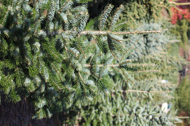 fir, ornament, day, growth, green, needle - plant part, tree, close-up, pine, 5K, leaf, beauty in nature, plant part, jungle, christmas tree, nature, bush
