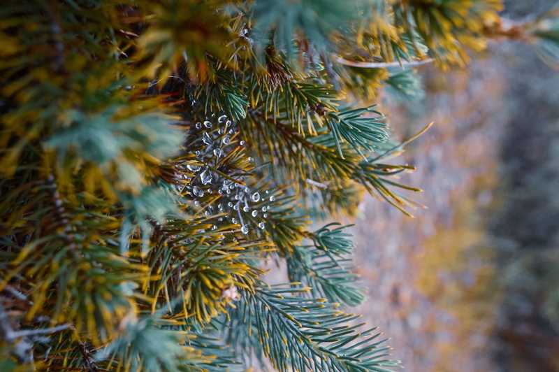 beauty in nature, leaf, flower, christmas tree, green color, sprout, spruce, ornament, pine, 5K, yew, selective focus, reptile, pine woodland, plant, growth