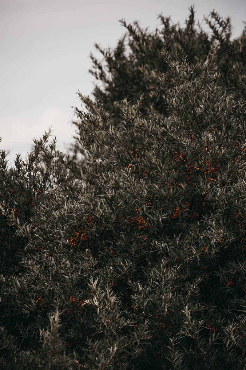 grey, pine, flowering plant, abies, landscape, freshness, conifer, tranquil scene, palm tree, land, ground, tranquility, field, close-up, growth, nature