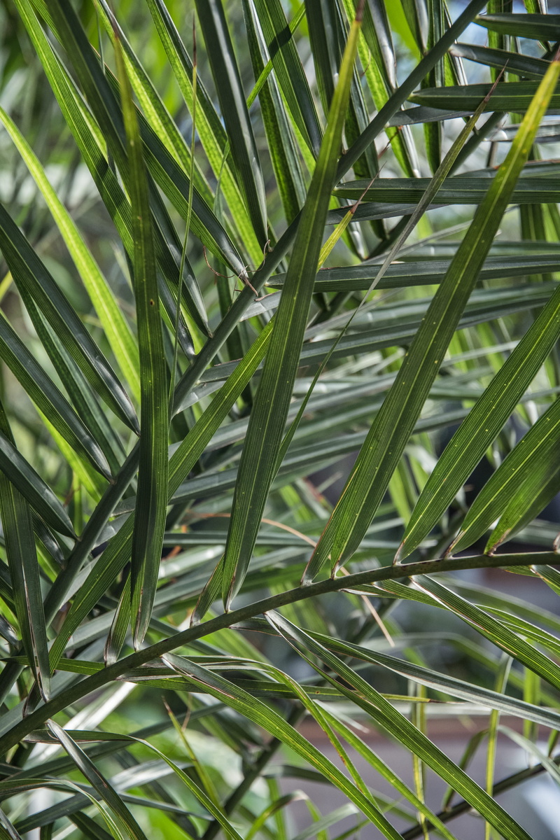 full frame, bud, focus on foreground, close-up, arecaceae, green color, 4K, blade of grass, land, beauty in nature, fruit, leaf, sprout, blossom, fir