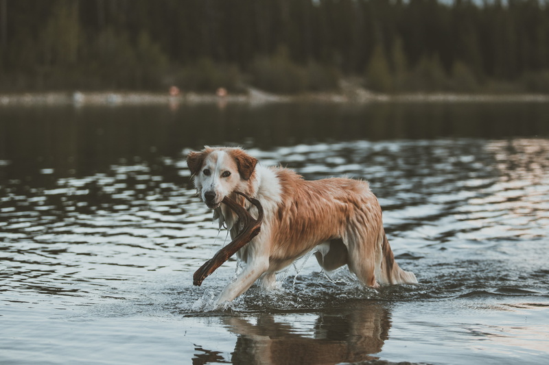 playful, one Animal, looking, wet, domestic, mammal, golden Retriever, canine, white, walk, vertebrate, brown, medium, running, waterfront, short, 4K
