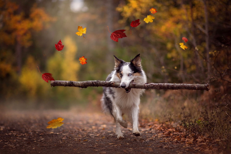 stick, running, nature, training, teeth, trees, road, fly, autumn, drags, branch, 1080P, forest, pose, the border collie, different eyes, Park, dog, walk