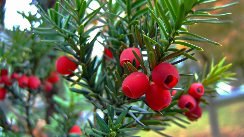 rowanberry, red, close-up, nature, outdoors, ripe, flower, freshness, plant part, healthy eating, beauty in nature, 2K, fruit, leaf, berry, day, green color